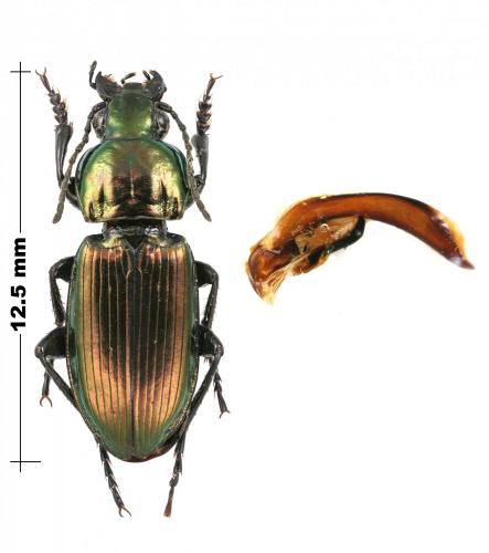 Réf. 180 144 : Poecilus lepidus